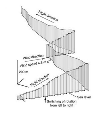 Niels C. Rattenborg et al., 2016
